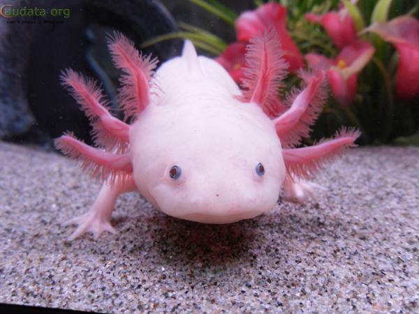 Axolotl